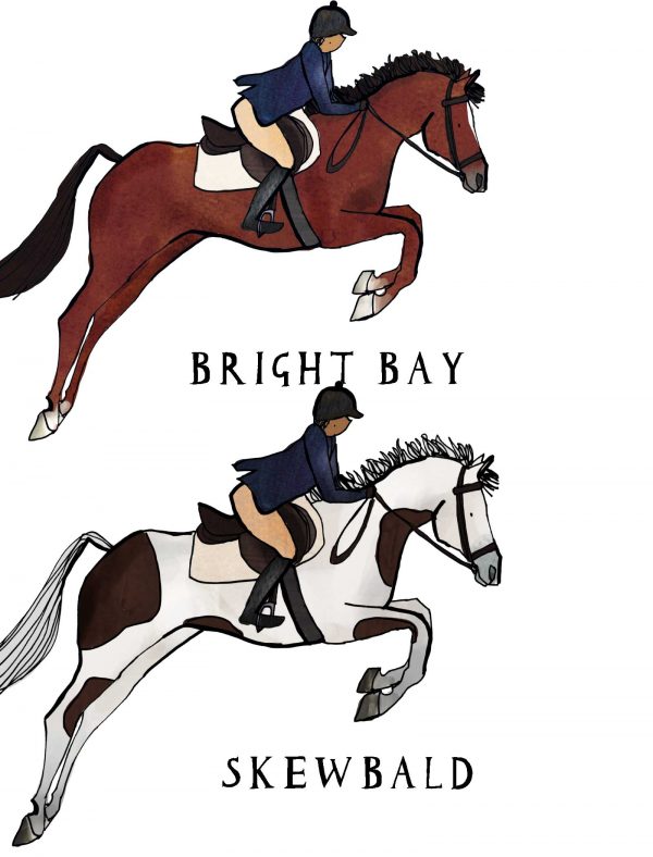 horse bright bay skewbald